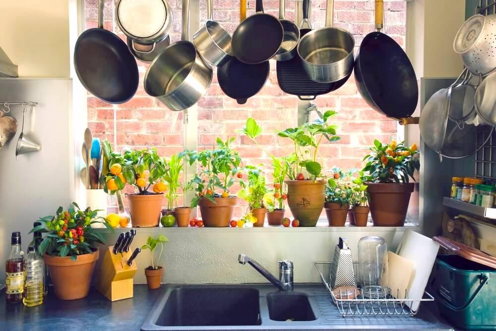 Potted plants on kitchen window sill