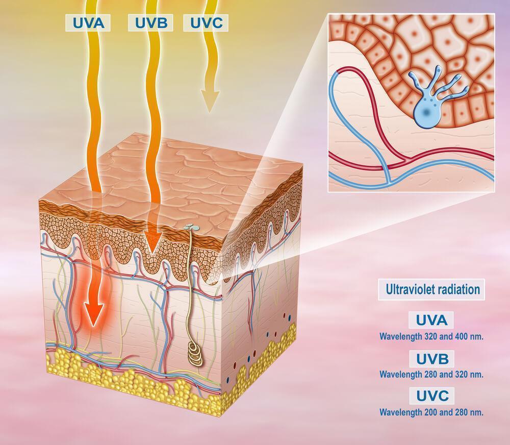 difference between uva and uvb and uvc placement